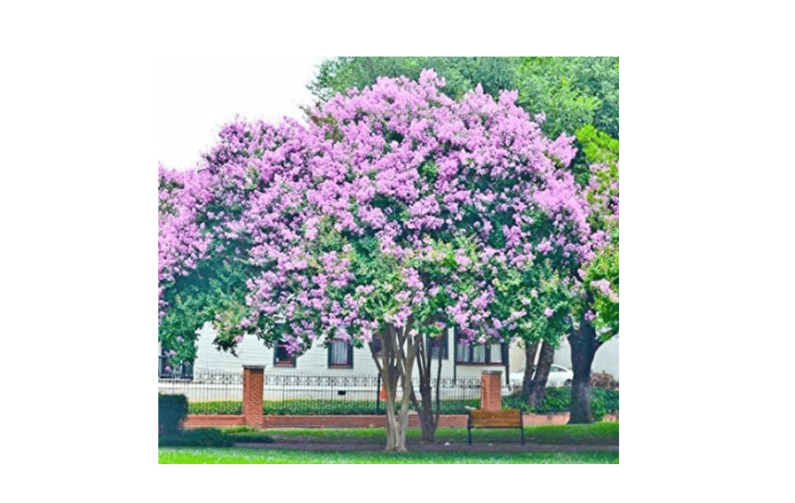 Bundle of 4 Muskogee Crepe Myrtle Trees - Purple Blooms - Quart Containers - FIBROUS Root System - Crape Myrtle Guy - Live Plants