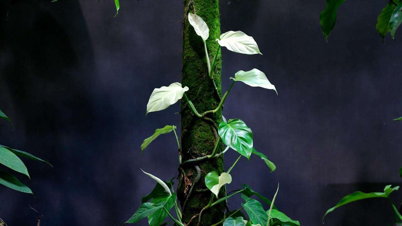 Mature White Knight Philodendron climbing moss pole with perfect variegation