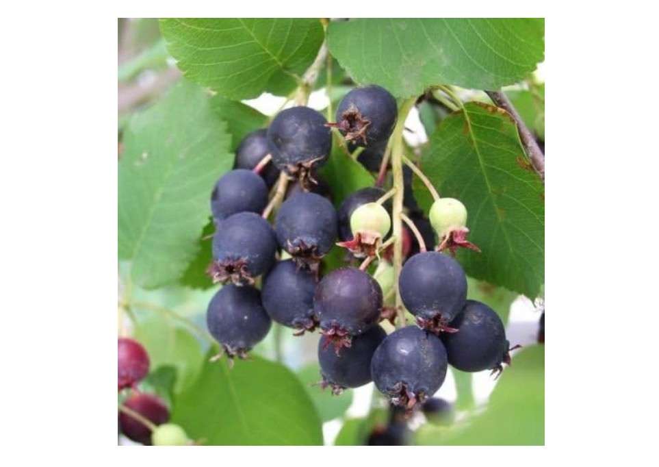 Saskatoon Serviceberry, Amelanchier alnifolia, Seeds (Edible, Fall Color, Hardy) 30