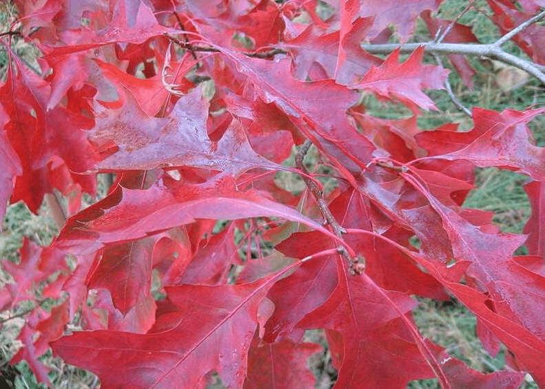 Scarlet Oak Tree Seeds for Planting | Scarlet Oak is Prized for Attractive Look and Wood (5 Seeds)