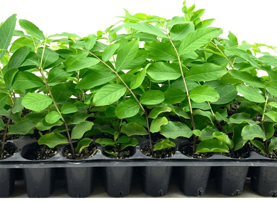 Crape Myrtle Natchez | 10 Live Plants | Lagerstroemia Indica | Beautiful Low Maintenance White Blooming Flowering Tree