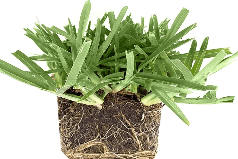 
St. Augustine 'Floratam' 3 Inch Sod Plugs - 9 Extra Large Live Plugs - Drought, Salt and Shade Tolerant Turf Grass