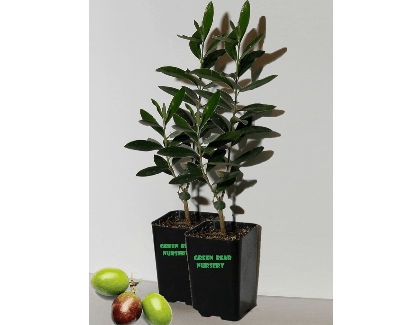 
Manzanillo Olive Tree Live Plant Cold Hardy Fruiting Olive Tree " 8" to 12" Tall 2 - Pack Starter Plant Ships Potted Olea europaea '.