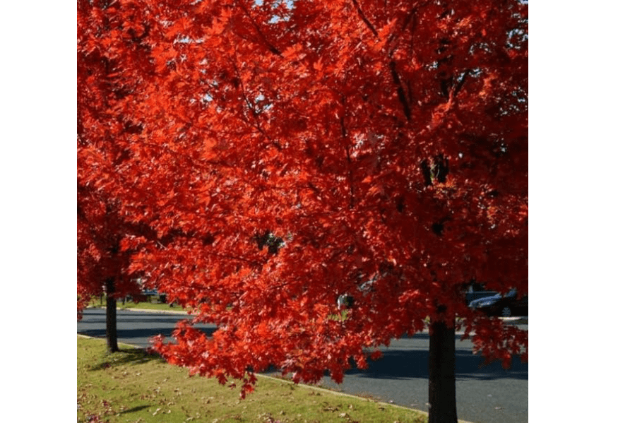 
Autumn Blaze Maple Tree - 1 Gallon, Established Roots Potted - Acer x Freemanii, Fast Growing Tree, Fall Colors