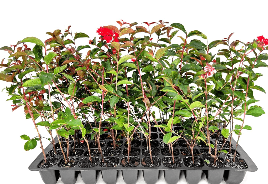 Crape Myrtle Red Rocket | 3 Live Plants | Vivid Scarlet Blooms, Ornamental Shrub for Vibrant Garden, Drought Tolerant, Low Maintenance, Ornamental,