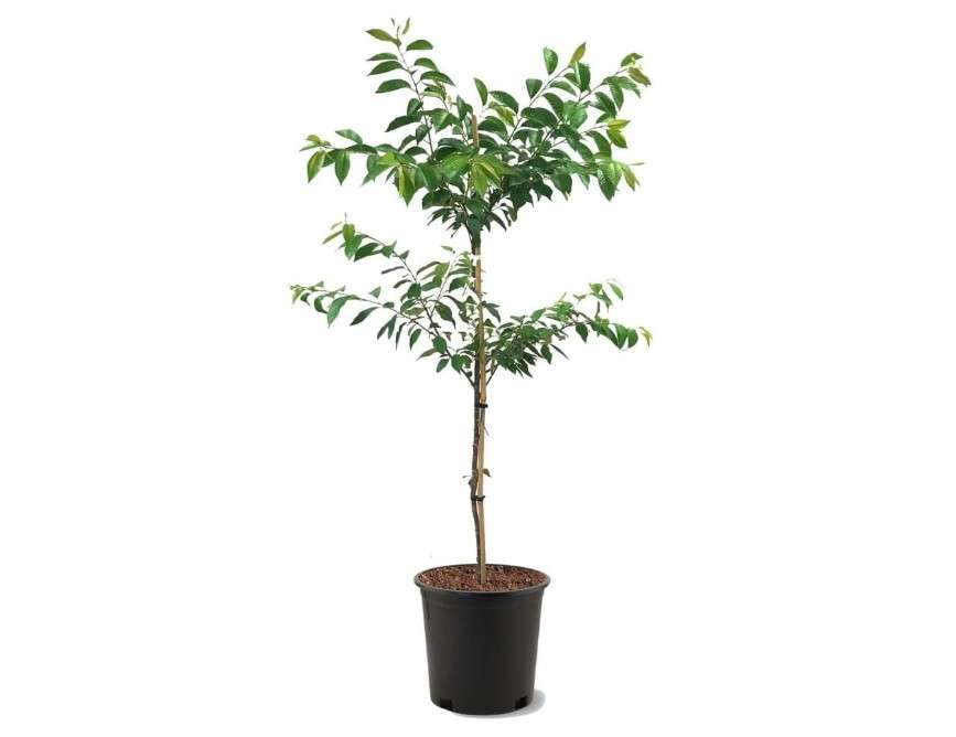 Cherry Flowering Tree, 5 gal. (Okame) (Due to Agricultural Laws, we Cannot Ship to CA, AZ, AK, or HI)
