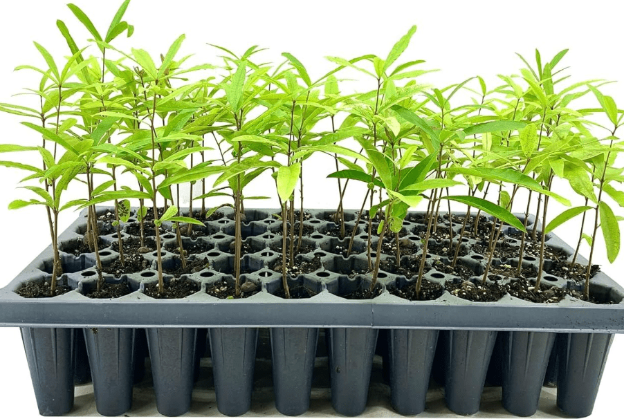 Willow Oak Tree | 10 Live Plants | Quercus Phellos | Beautiful Unique Fast Growing and Hardy Shade Tree