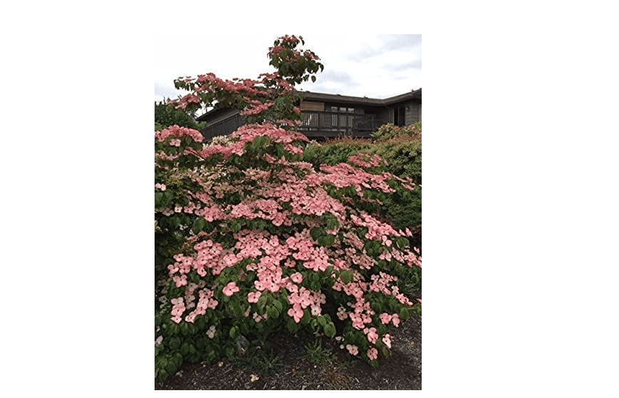 Pink Kousa Dogwood Tree - Live Plant Shipped 3 to 4 Feet Tall by DAS Farms