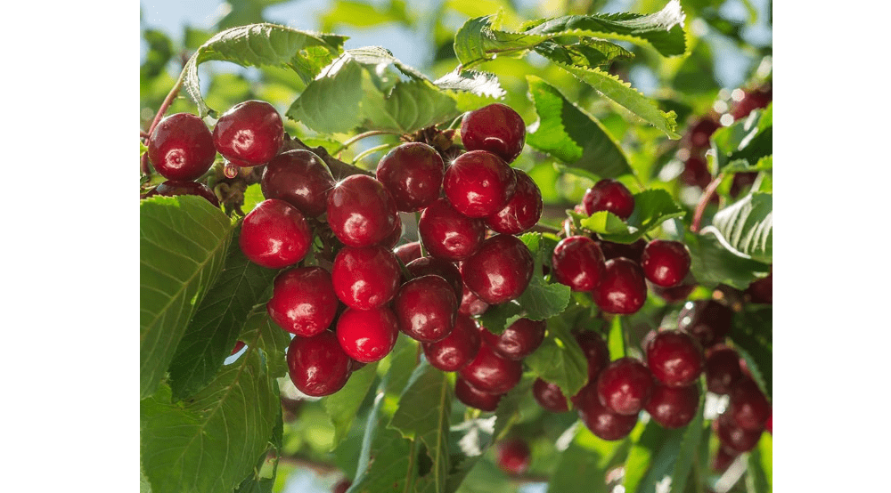
Lapins Cherry Tree, High-Yield, Self-Pollinating Variety with Sweet, Juicy Cherries, 7 gal. Nursery Pot, 4-5 ft. Tall (Due to Agricultural Laws, we Cannot