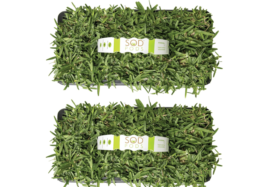 
SodPods® St. Augustine CitraBlue Grass Plugs for Lawn Repair, 3" x 3" Each (16-Count) – Cannot Ship to California/Arizona