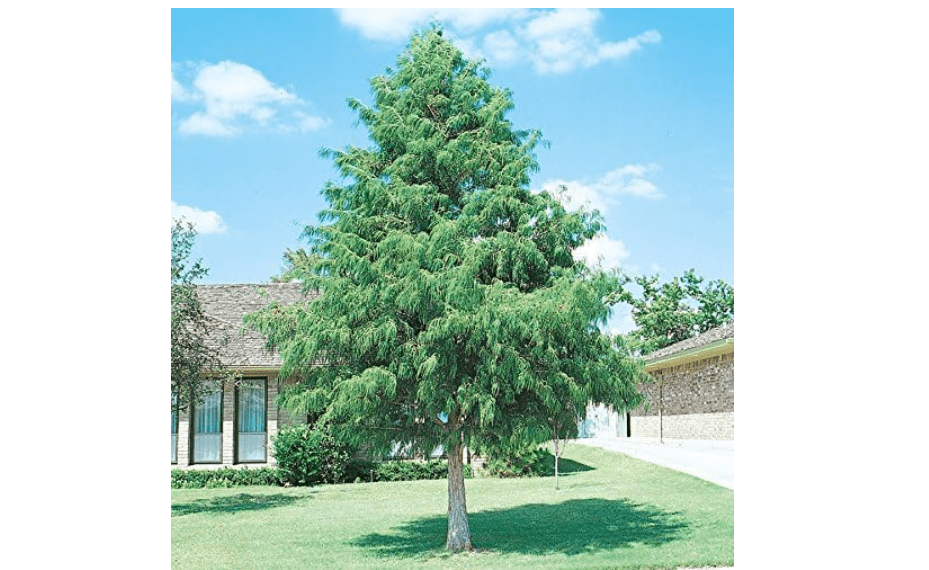 
5 Bald Cypress Trees - 12-24'' Tall - Live Plants/Seedlings - Taxodium distichum