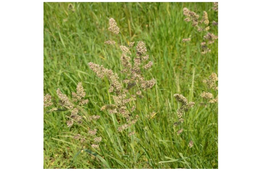 Orchard Grass Seesd for Planting - Potamac Orchardgrass (10 Pounds)