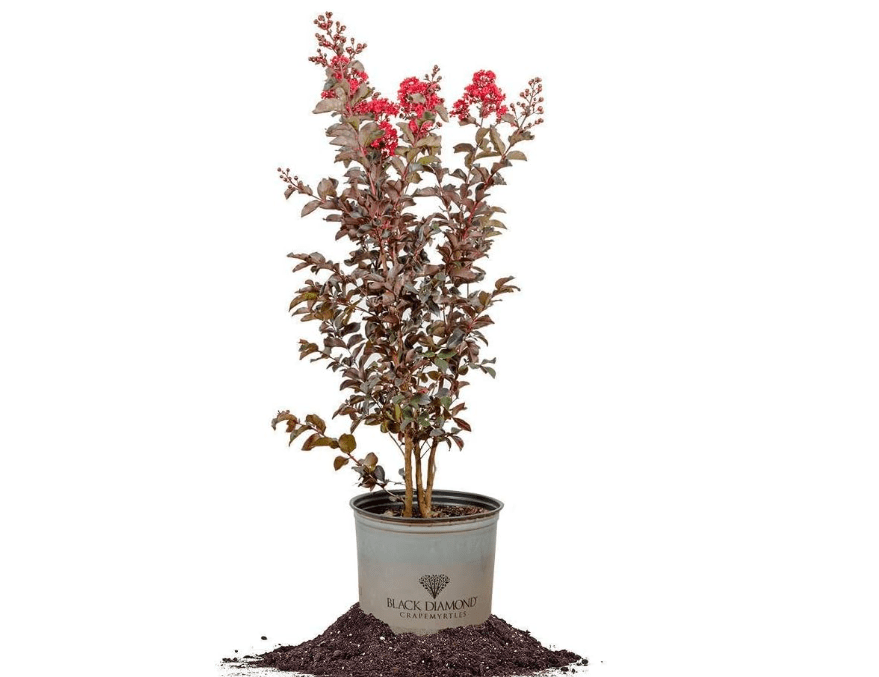 Black Diamond® Best RED Crape Myrtle - Size: 3 Gallon, Live Plant, Includes Special Blend Fertilizer & Planting Guide