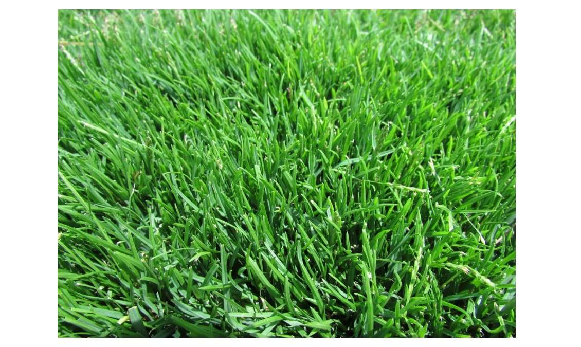 Emerald Zoysia (Zoysia Emerald) grass seeds-1/8 lb