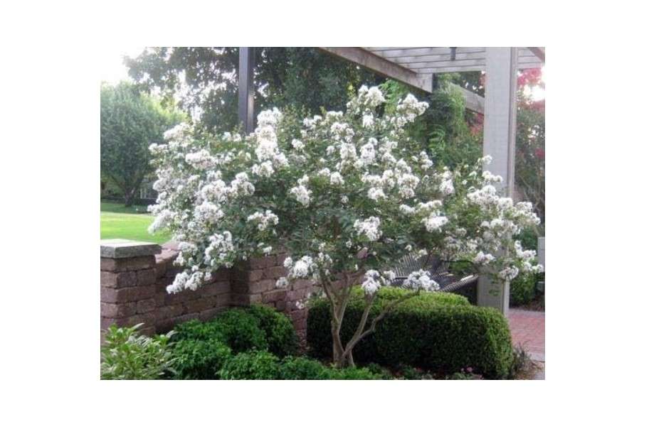 10 Dwarf White Crape Myrtle Seeds (Lagerstroemia Indica) -1195