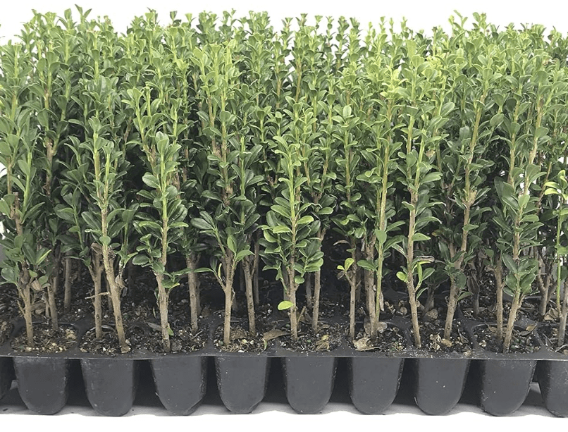 Sky Pencil Japanese Holly - 10 Live Plants - Ilex Crenata - Formal Low Maintenance Evergreen