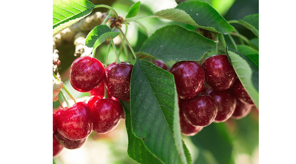 
North Star Fruiting Cherry Tree, Hardy, Compact, Sweet-Sour Flavor, 7 gal Nursery Pot, 4-5 ft. Tall (Due to Agricultural Laws, we Cannot Ship to CA, AZ, AK