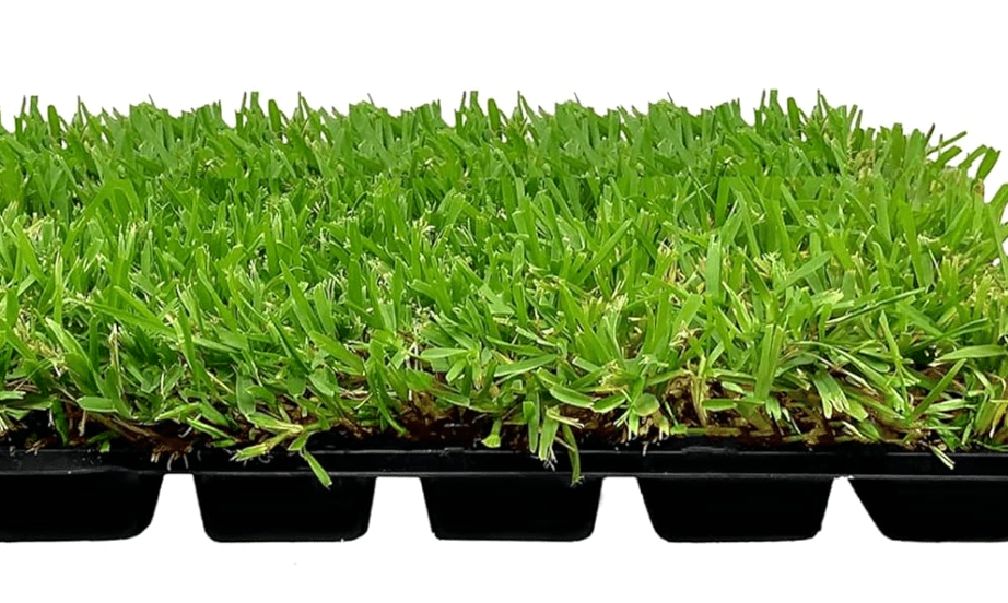 
St. Augustine Palmetto | 36 Live Extra Large Grass Plugs | Drought, Salt & Shade Tolerant Turf Sod