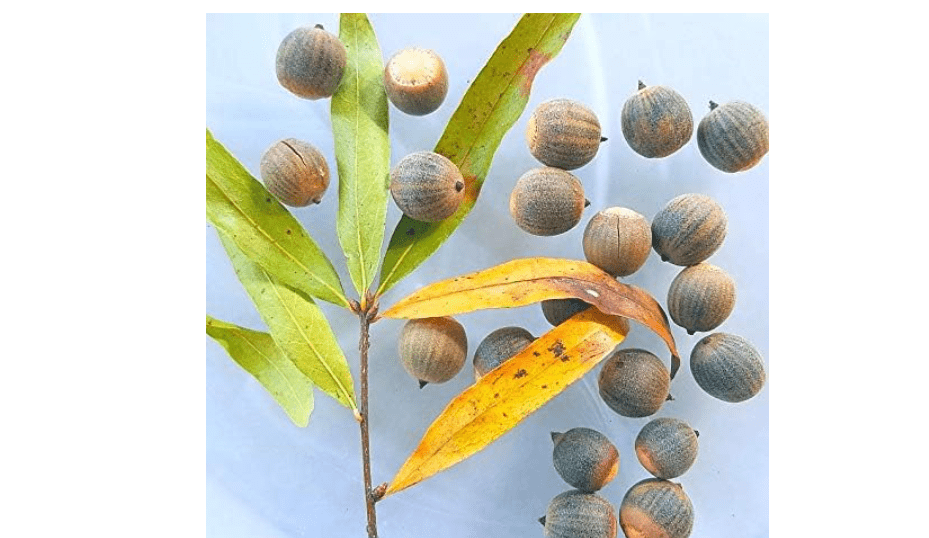 
100 Willow Oak Acorns - Quercus phellos