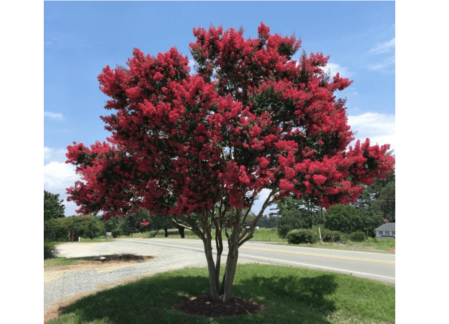 Arapahoe Crape Myrtle: Striking Wine-Red Flowers with a Hint of Purple and Dark Green Foliage, Matures 22ft+ Tall and 15-20ft Wide, Upright Growth Pattern,.