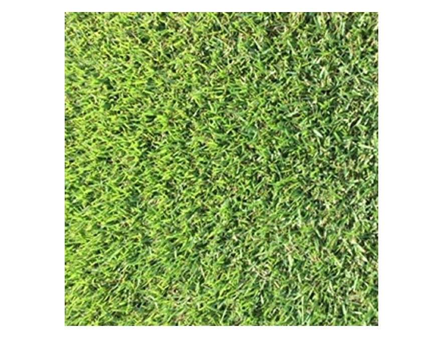 Zoysia grass seeds 1/8 lb