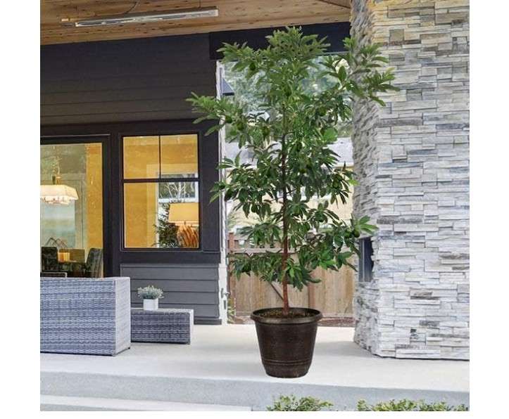 Brighter Blooms - HASS Avocado Tree, 2-3 ft. - No Shipping to AK, AZ, HI, OR