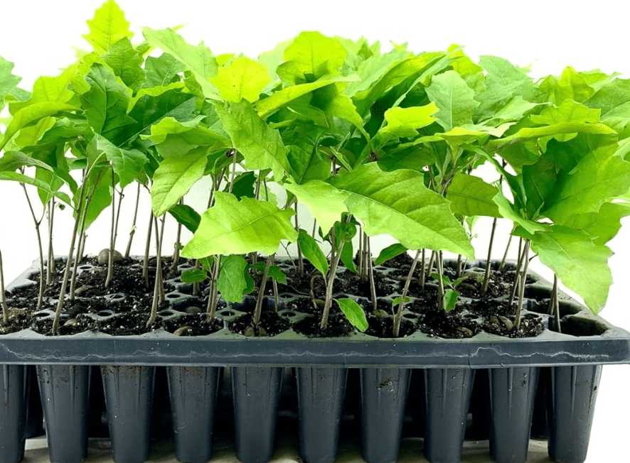 Shumard Red Oak | 10 Live Trees | Quercus Shumardii | Drought Tolerant Weather Resistant Shade Planting