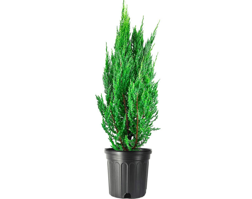 Blue Point Juniper | 1 Large 3 Gallon Tree | Juniperus Chinensis | Evergreen Screening Plants