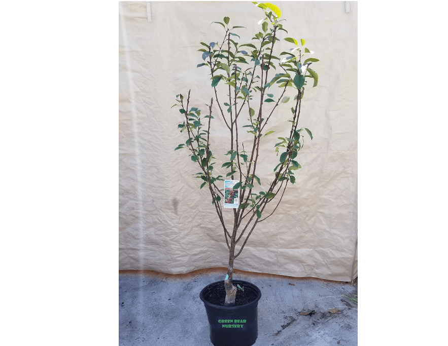 
Black Tartarian Cherry Tree Prunus cerasus grafted 4 Years Old 4" to 6 feet Tall 15 Gallon Potted Tart Cherry pollinizer for Most Varieties