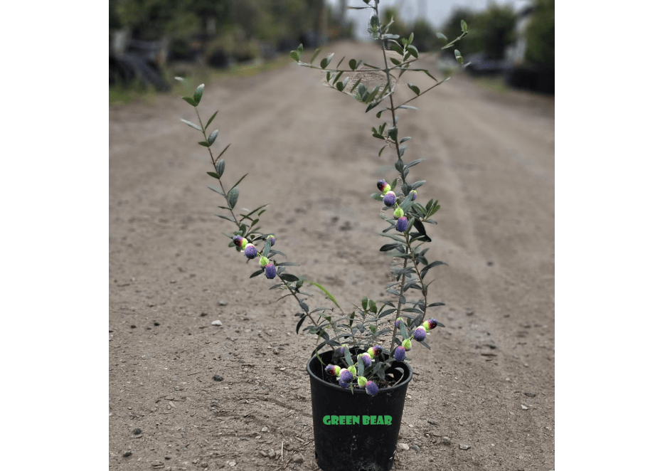 
Mission Olive Tree Live Plant Cold Hardy Fruiting Olive Tree Plant Ships Potted 