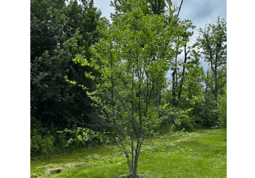 
River Birch Tree Live Plant in Quart Pot, Live Tree for Outdoor Planting, 8 to 10 Inches Tall