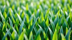 best orchard grass seed for hay