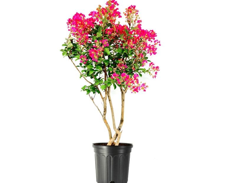 Crape Myrtle Tonto | 1 Extra Large 3 Gallon Plant | Lagerstroemia 'Tonto' | Hardy Fuchsia Blooms | Compact Growth