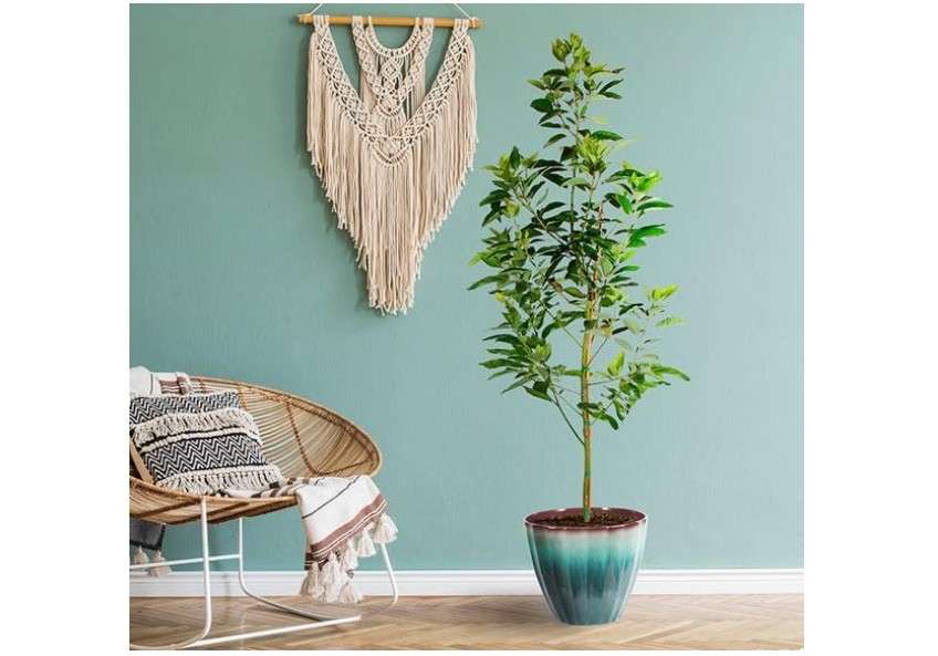 Brighter Blooms - Cold Hardy Avocado Tree, 2-3 ft. - No Shipping to AK, AZ, HI, OR