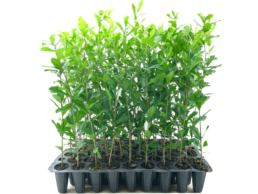 Southern Live Oak Tree | Quercus Virginiana | 3 Live Plants | Durable Picturesque Shade Tree | Dark Green Foliage