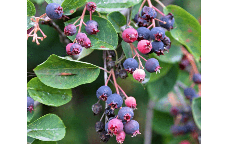 Serviceberry Tree, Serviceberry Plant Live, 12 to18 Inches, Well Rooted to Grow, Dormant in Winter