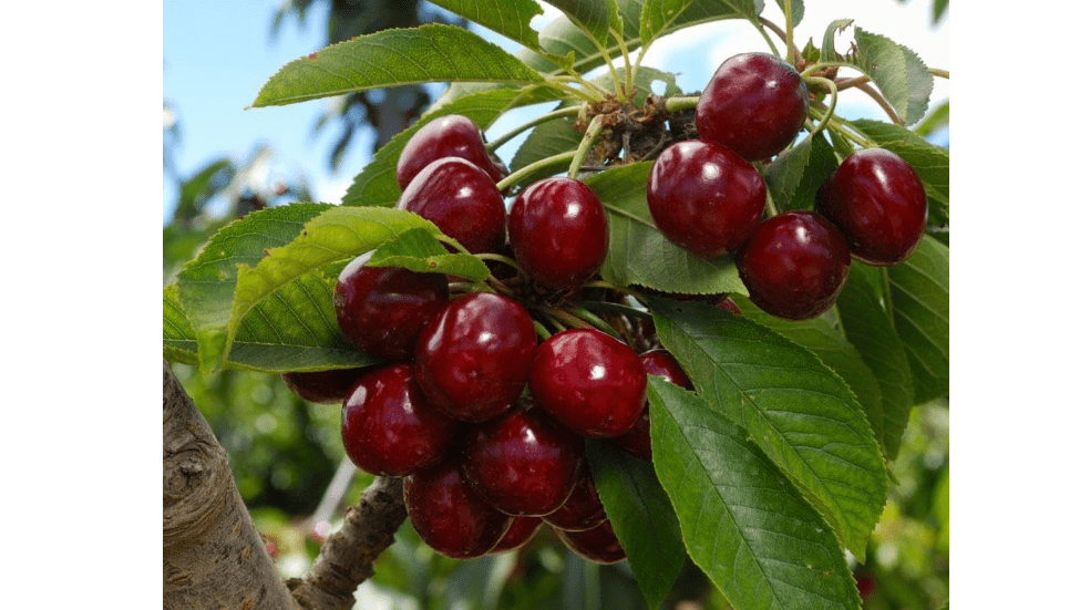 
Brighter Blooms - Lapins Cherry Tree, 4-5 ft. - No Shipping to AZ, CA, CO, ID, OR, WA