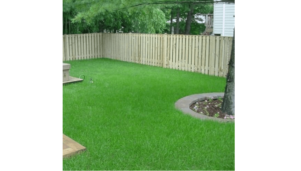 
Argentine Bahia Grass Seeds - 2 Lbs.