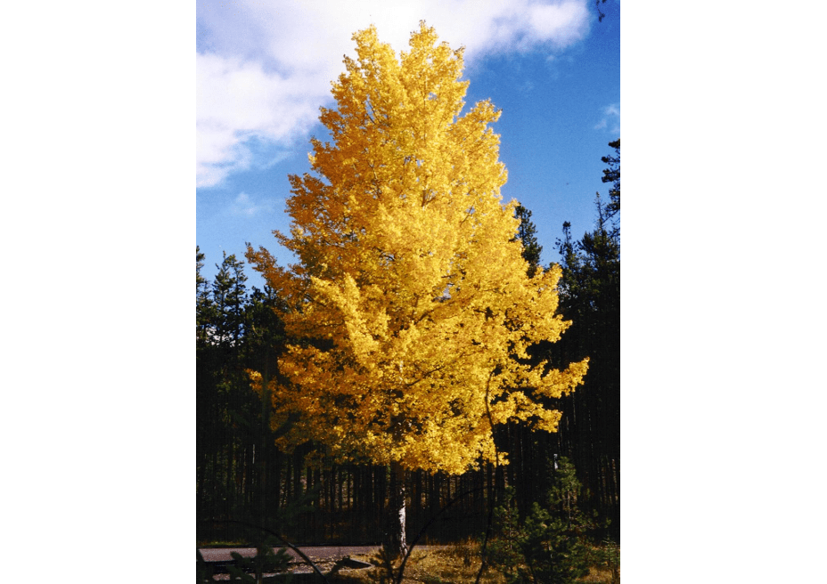 
Tulip Poplar Shade Tree - Live Plant Shipped 3 Feet Tall by DAS Farms (No California