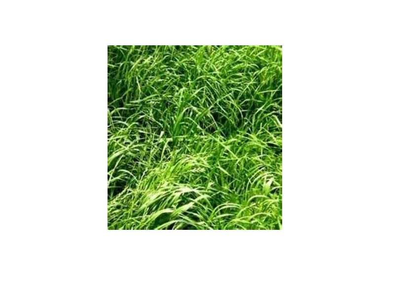 Annual Ryegrass Seed (Gulf, Diploid) - 5 Pound - Wizard Seed LLC