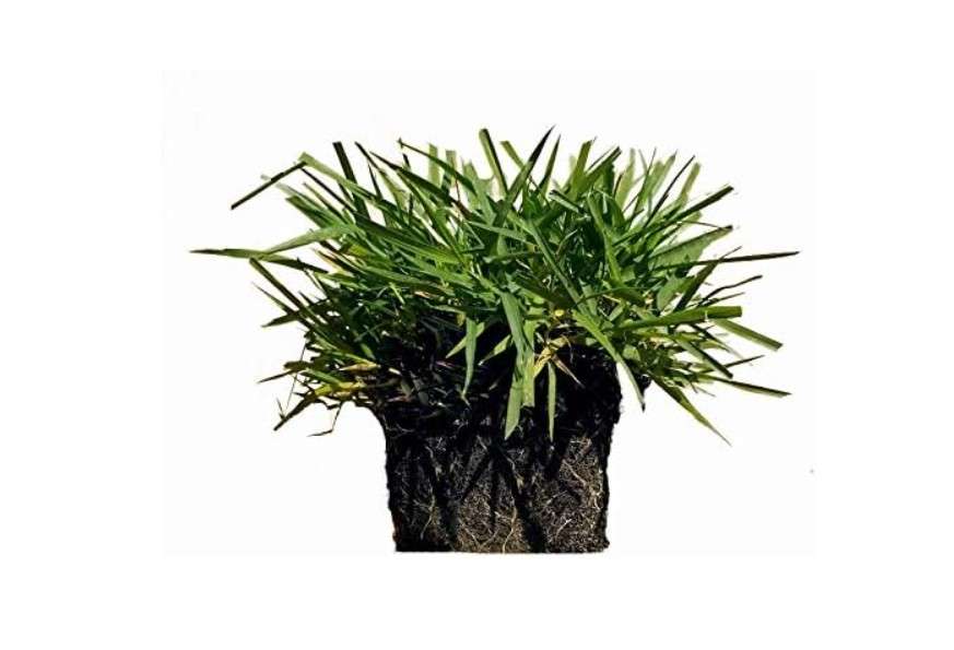 Zoysia Plugs - 150 Large Grass Plugs, Drought Tolerant, Low Maintenance