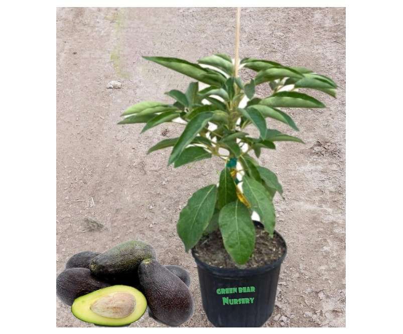 Grafted Mexicola Avocado Tree Persea Americana 5 Gallon