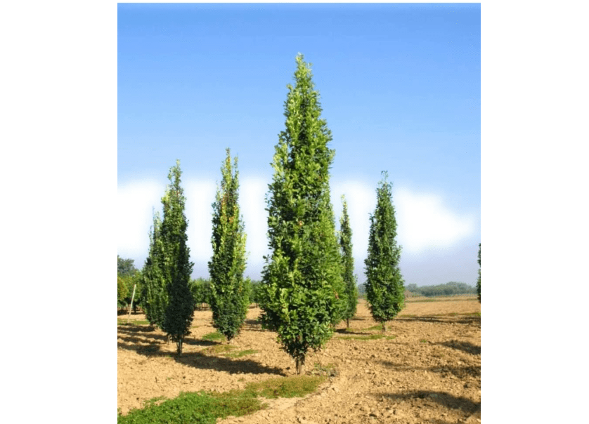 6 Plants Quercus robur Fastigiata, Columnar English Oak, 1 Year Old