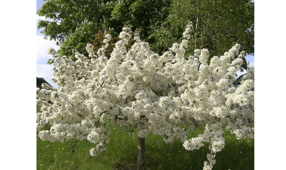 Crabapple Roseglow Sargent (Malus sargentii) 1-2 Year Old Sent Dormant Bare Root.