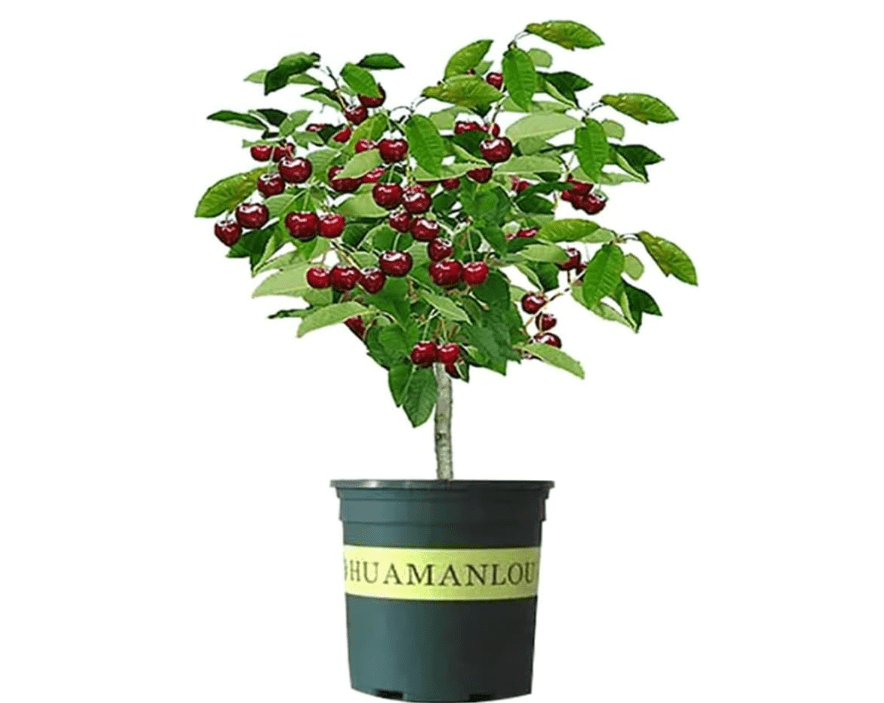 
Black Cherry Fruit Tree Live Plant 2 Pack, 15-24 inch Tall -Prunus serotina, Great for Home and Garden Yard Planting
