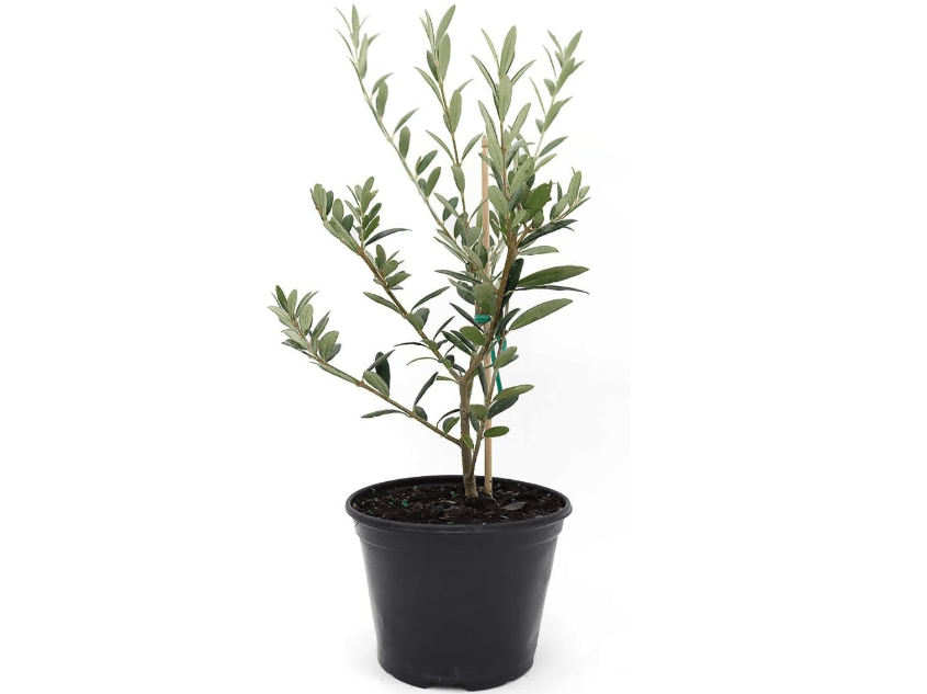 
American Plant Exchange Arbequina Olive Tree – Live 5-Inch Pot, Fruit Bearing Tree, Cold Hardy Edible Variety for Containers, Patios, and