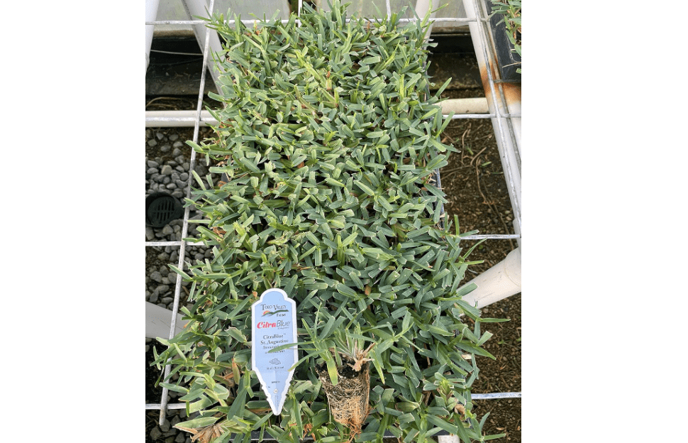 
Citra Blue - St. Augustine Grass Plugs