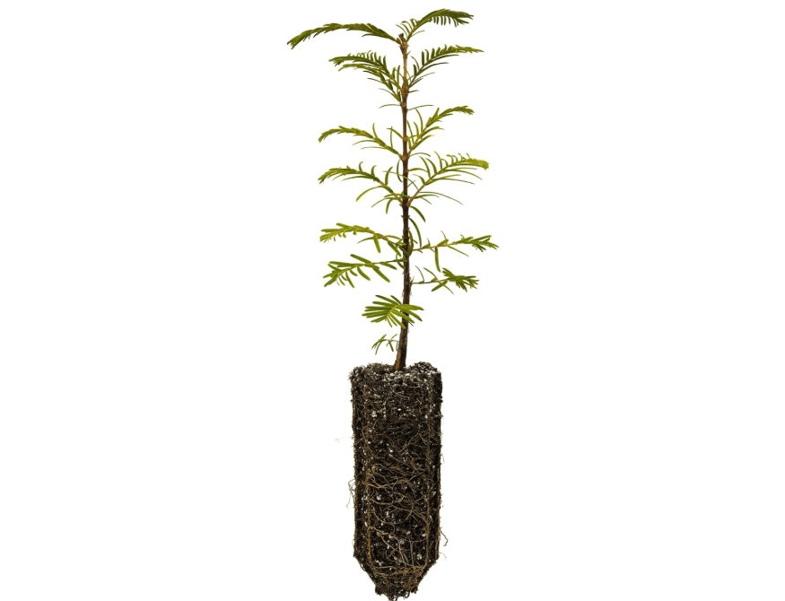 
Dawn Redwood | Medium Tree Seedling | The Jonsteen Company