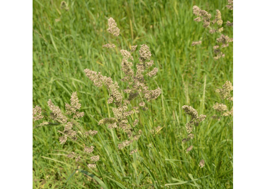 Orchard Grass Seesd for Planting - Potamac Orchardgrass