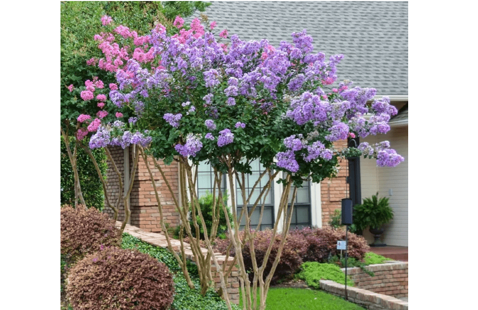 Catawba Crape Myrtle Tree, Deep Purple Flowering Shrub, Live Garden Plant (1 Gallon/Potted/Set of 2 Plan
